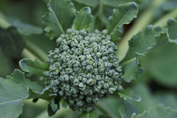 close up of fresh green broccoli with top view 