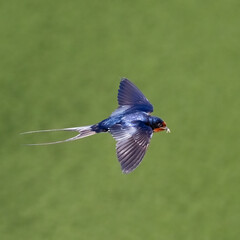 Barn swallow