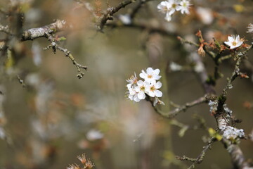 Fleurs de printemps