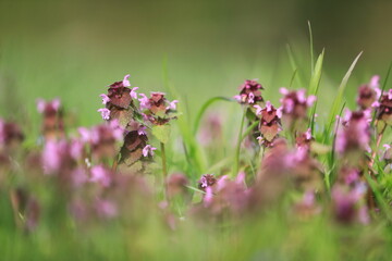 Fleurs de printemps