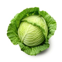 Cabbage Isolated on White Background