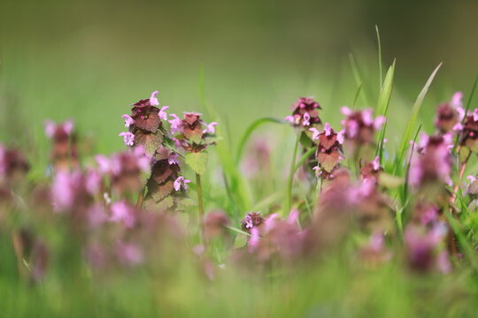 Fleurs de printemps