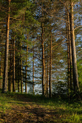 autumn forest in the morning