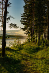 morning in the forest