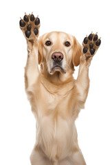 Dog giving high five isolated on white