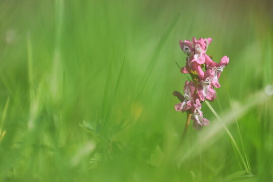 Fleurs de printemps