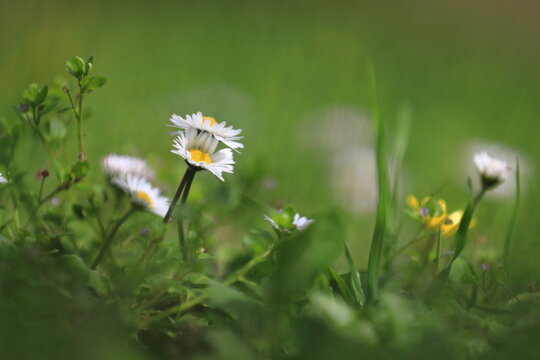Fleurs de printemps