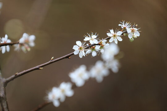 Fleurs de printemps