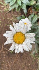 Obraz premium Flower