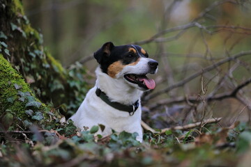 Jack Russel Terrier