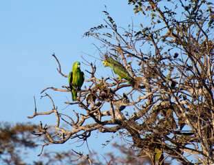 A couple of blue-fronted amazon (Amazona aestiva)