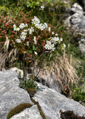 Felsen-Kugelschötchen (Kernera)