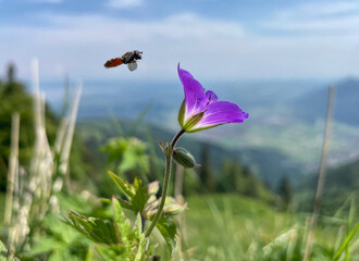 Fliegendes Insekt vor einer Blüte des Wald-Storchschnabel (Geranium) vor unscharfer Berg...