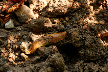red garden slug crawling on the ground, garden pests