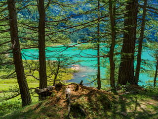 Lago di pian palù - autonome Provinz Trient - Smaragdgrüner See
