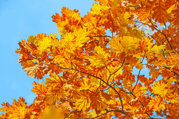yellow orange oak leaves against the blue sky. Autumn foliage of oak.