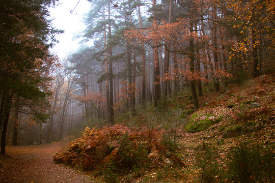 Oto&ntilde;o en el abedular de Canencia (Madrid)