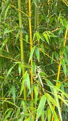 green bamboo, jungle, Asia, tree