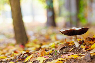 Mushroom in autumn forest with leaves.Wild mushroom in autumn time in the forest