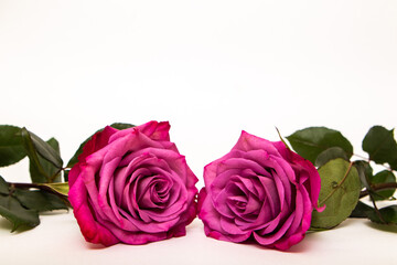 pink roses