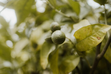 Unripe Lemon Fruit