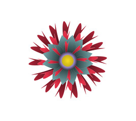 Blooming flowers of different colors, shapes- Each one is unique and beautiful 