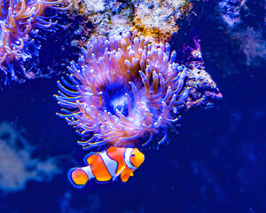 Fototapeta na wymiar Colorful Orange White Clownfish Waikiki Oahu Hawaii