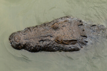 Crocodile looking away while swimming in natural habitat