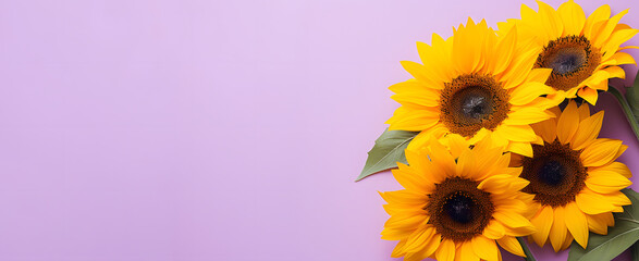 Beautiful sunflowers on lilac background