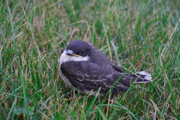 Eastern kingbird is a medium- sized songbird that is dark black to grey-black on the head and back with white coloration on the throat. Baby birds playing on grass in garden.
