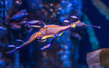 Colorful Weedy Seadragon Fish Oahu Hawaii © Bill Perry