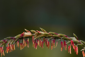 close up of needles,this is how corn blooms at the end of the summer month of July
