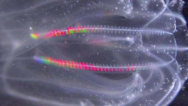 Invasive jellyfish ctenophora (Mnemiopsis leidyi), Black Sea