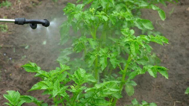 Spraying vegetable green plants in the garden with herbicides, pesticides or insecticides. Irrigation a potato filed rows with fertilizers, chemicals. Crop Sprayer. Agriculture work. Fungicide	
