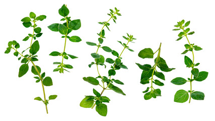 collection set of oregano herbs isolated over transparent background png - obrazy, fototapety, plakaty