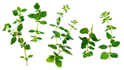 collection set of oregano herbs isolated over transparent background png
