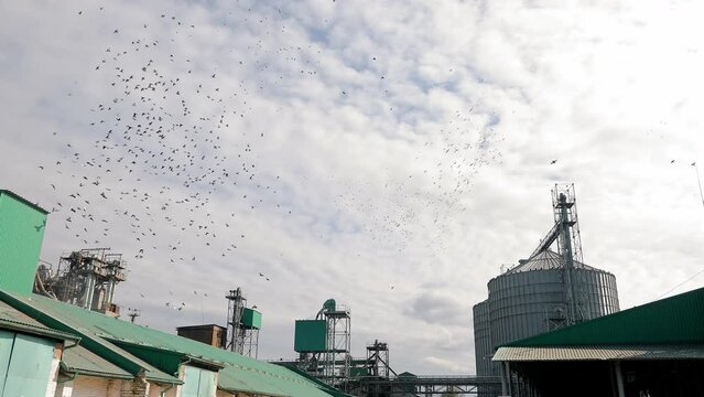 A flock of birds flies over a silo for storing grain crops of soybeans and corn. Birds fly over the elevator.