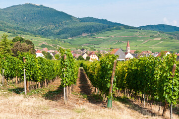Part of the Alsace Wine Route, Wettolsheim, Alsace, France