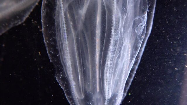 Invasive jellyfish ctenophora (Mnemiopsis leidyi), Black Sea