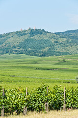 Fototapeta na wymiar Part of the Alsace Wine Route, Wettolsheim, Alsace, France