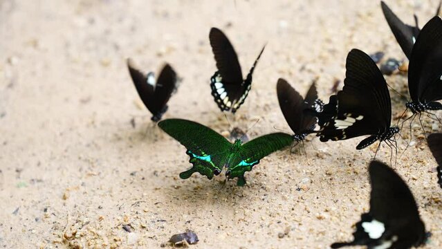 Paris Peacock Papilio arcturus arcturus Westwood, Blue Peacock Beautiful butterflies