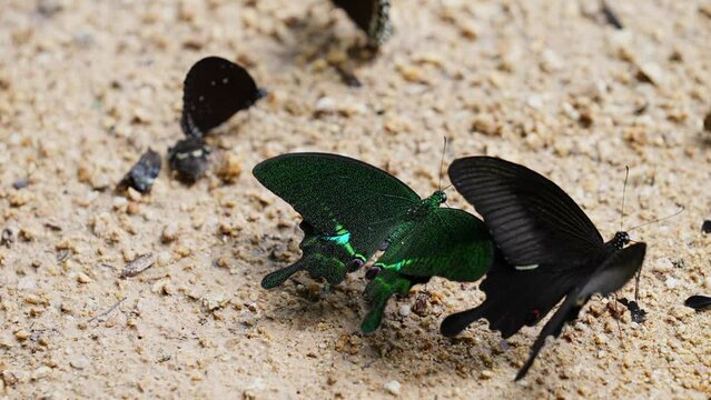 Paris Peacock Papilio arcturus arcturus Westwood, Blue Peacock Beautiful butterflies