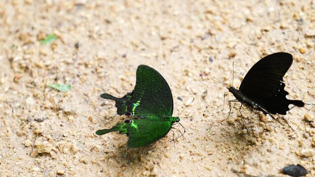 Paris Peacock Papilio arcturus arcturus Westwood, Blue Peacock Beautiful butterflies