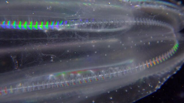 Invasive jellyfish ctenophora (Mnemiopsis leidyi), Black Sea