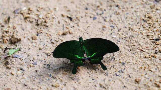 Paris Peacock Papilio arcturus arcturus Westwood, Blue Peacock Beautiful butterflies