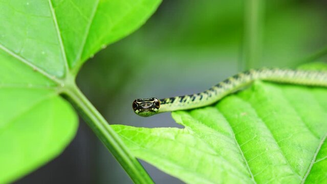 Baby Snake Golden Tree Snake Head Close-up shot of green mamba snake on tropical forest tree, Thailand.
