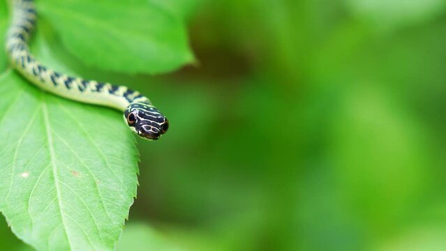 Baby Snake Golden Tree Snake Head Close-up shot of green mamba snake on tropical forest tree, Thailand.