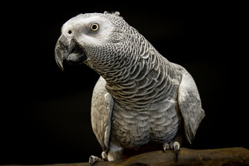 African grey parrot isolated on black.