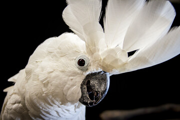 Umbrella cockatoo isolated on black. © BONNIE C. MARQUETTE