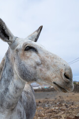 Close up headshot portrait of a mule or donkey with big personality in Fuerteventura, Canary Islands, making funny faces, smiles and grimaces. Cute animal, surrealistic perspective.